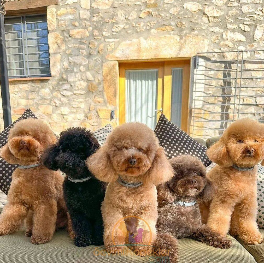 satılık Poodle Toy ikinci fotoğrafı