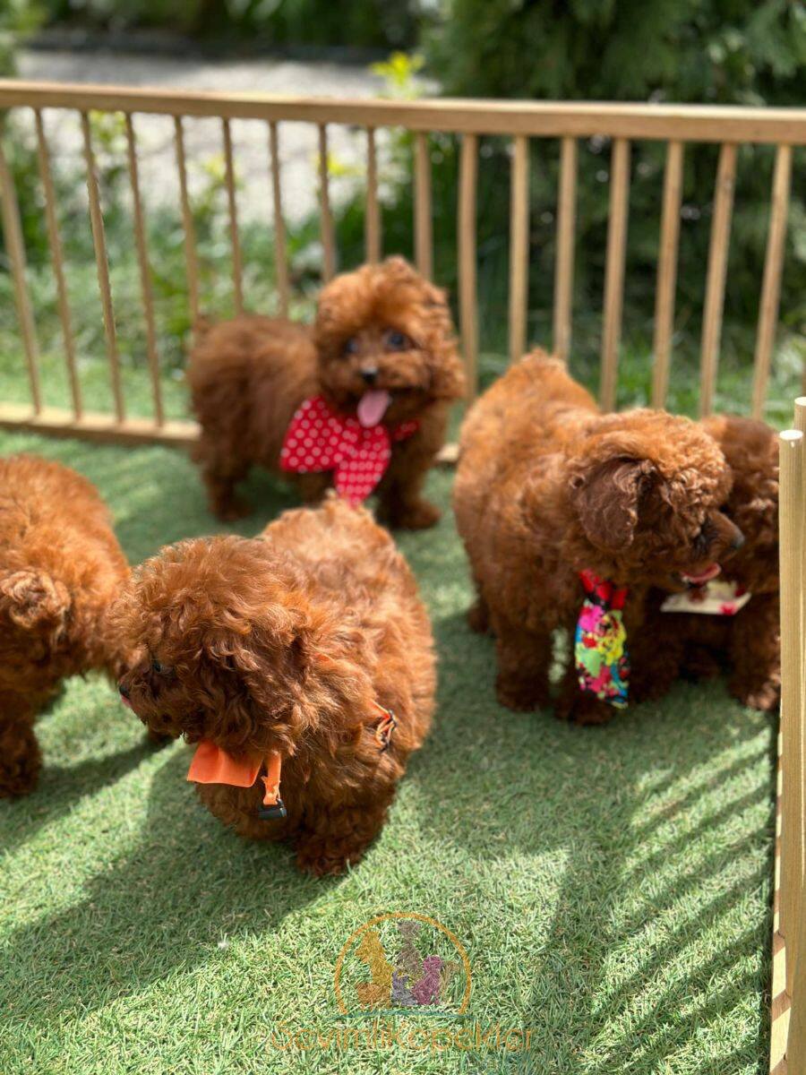 satılık Poodle Toy ikinci fotoğrafı