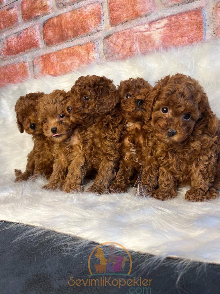 satılık Poodle Toy ikinci fotoğrafı