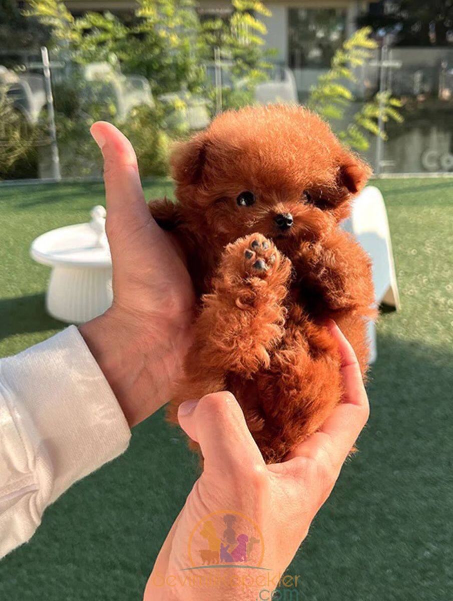 satılık Poodle Toy ikinci fotoğrafı