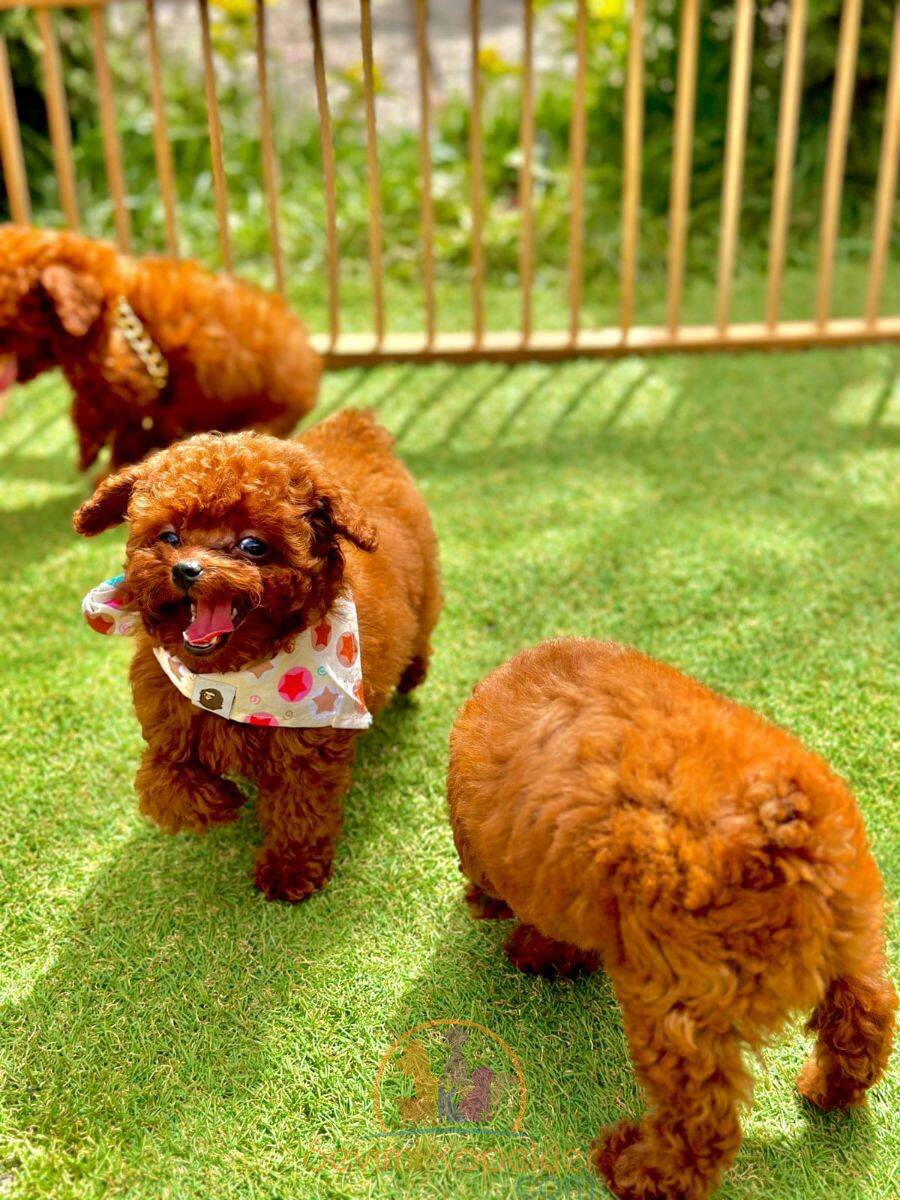 satılık Poodle Toy üçüncü fotoğrafı