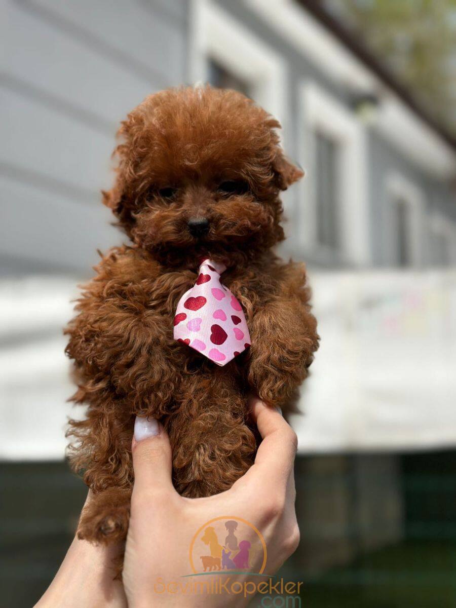 satılık Poodle Toy ikinci fotoğrafı