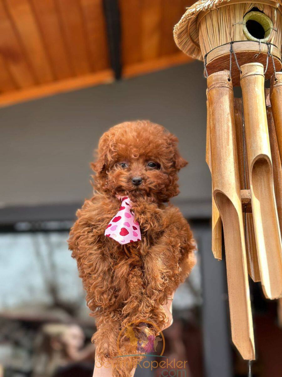 satılık Poodle Toy dördüncü fotoğrafı