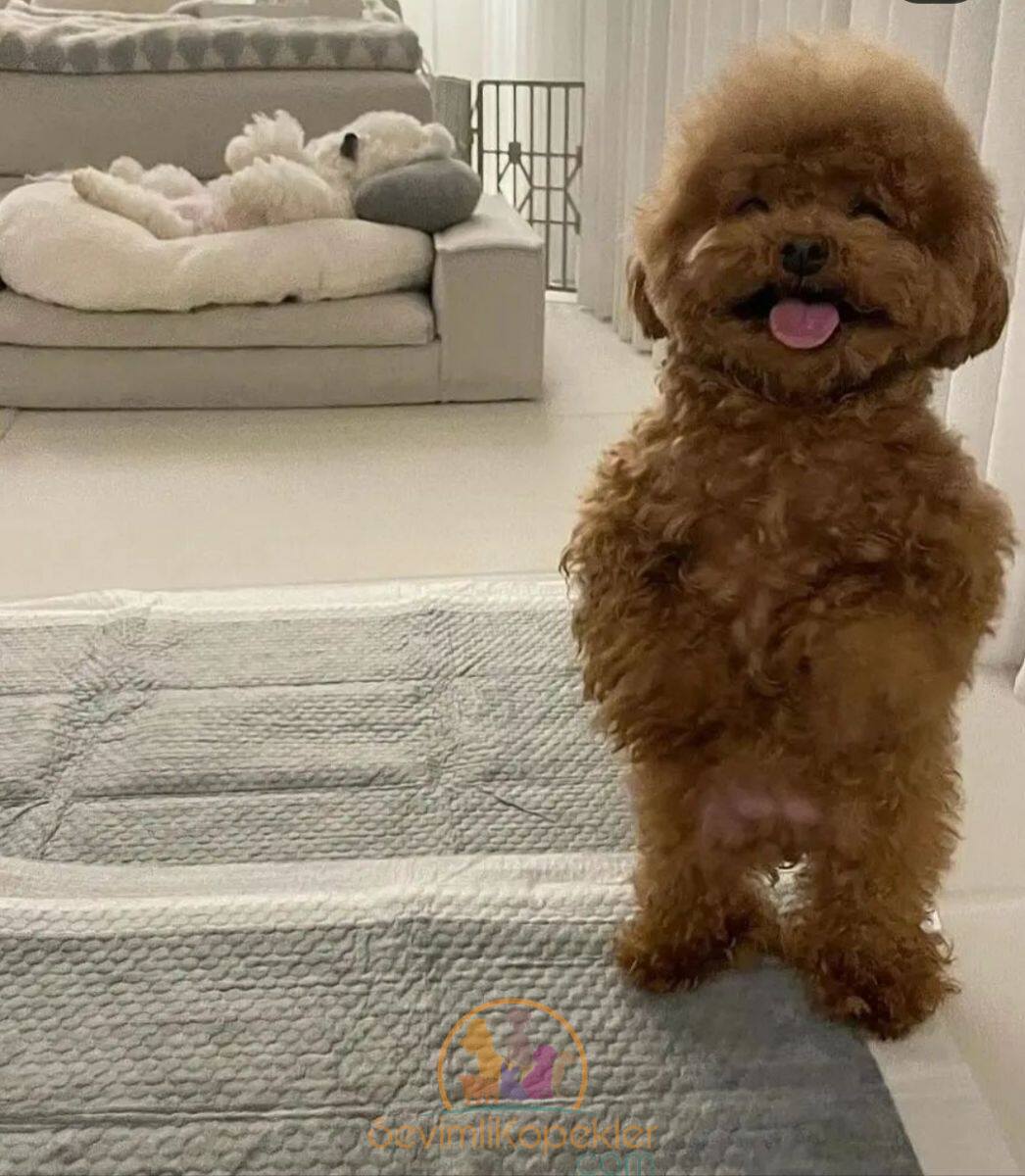 satılık Poodle Toy ikinci fotoğrafı