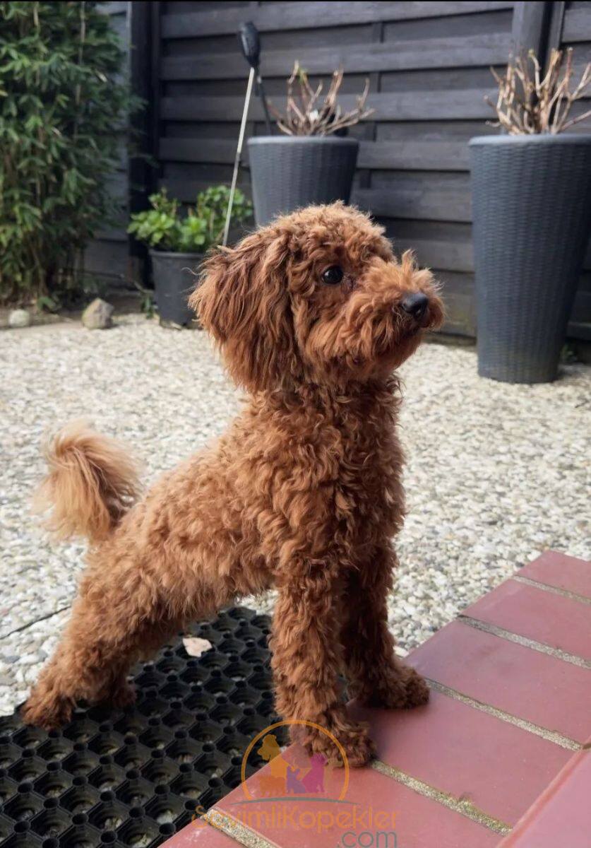 satılık Poodle Toy üçüncü fotoğrafı