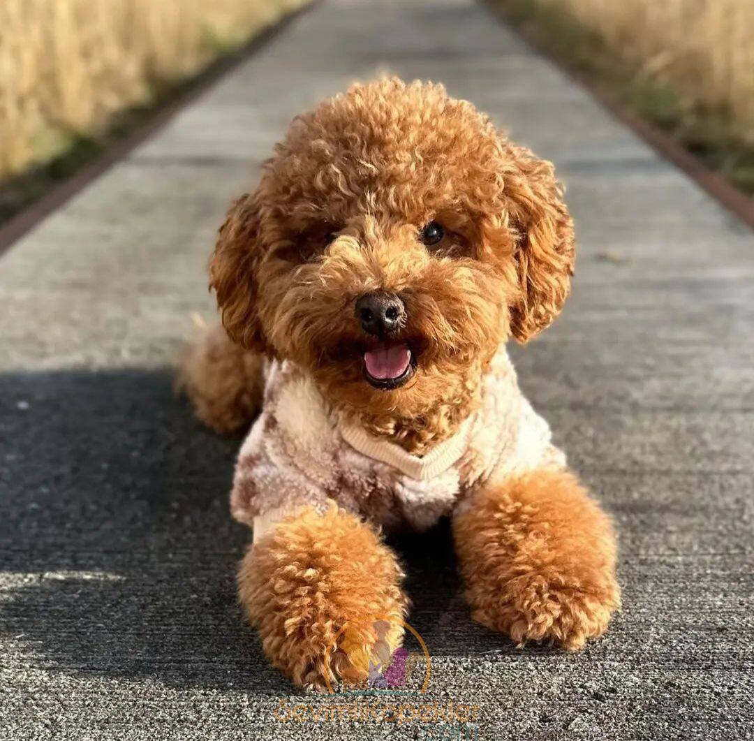 satılık Poodle Toy üçüncü fotoğrafı