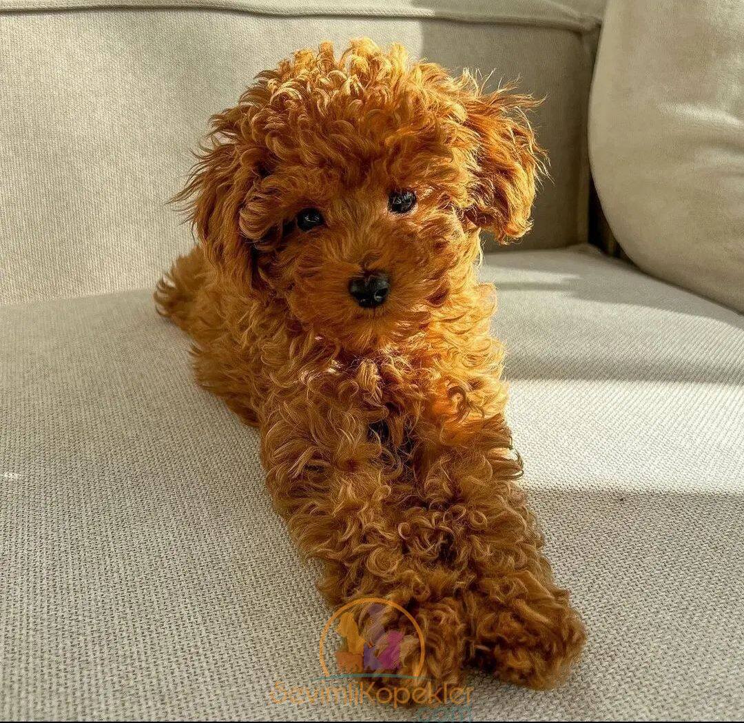 satılık Poodle Toy dördüncü fotoğrafı