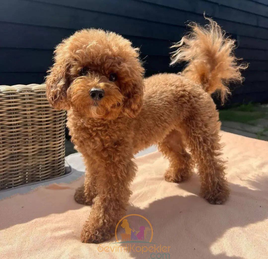 satılık Poodle Toy ikinci fotoğrafı