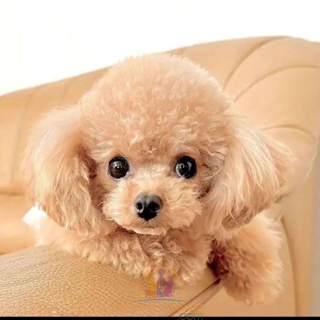 satılık Poodle Toy fiyatı