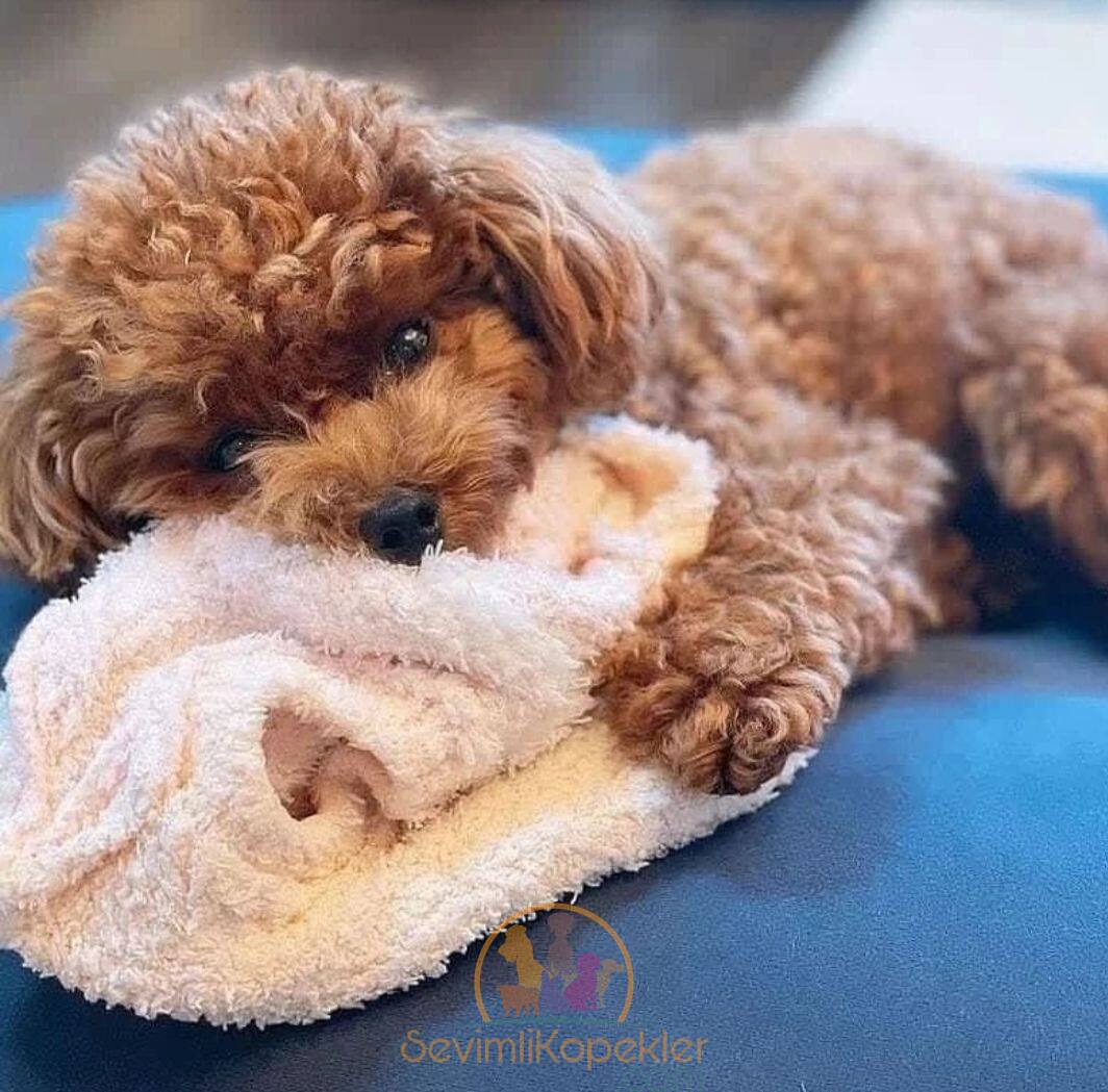 satılık Poodle Toy üçüncü fotoğrafı