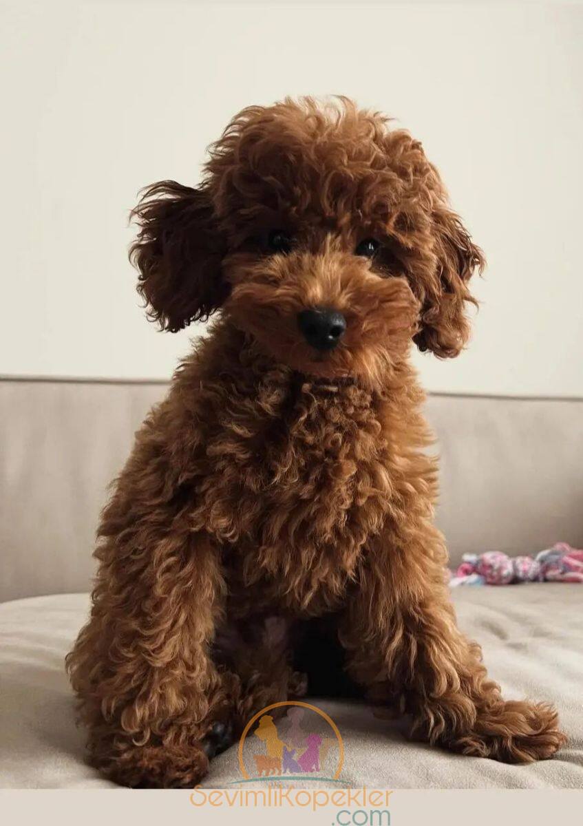 satılık Poodle Toy ikinci fotoğrafı