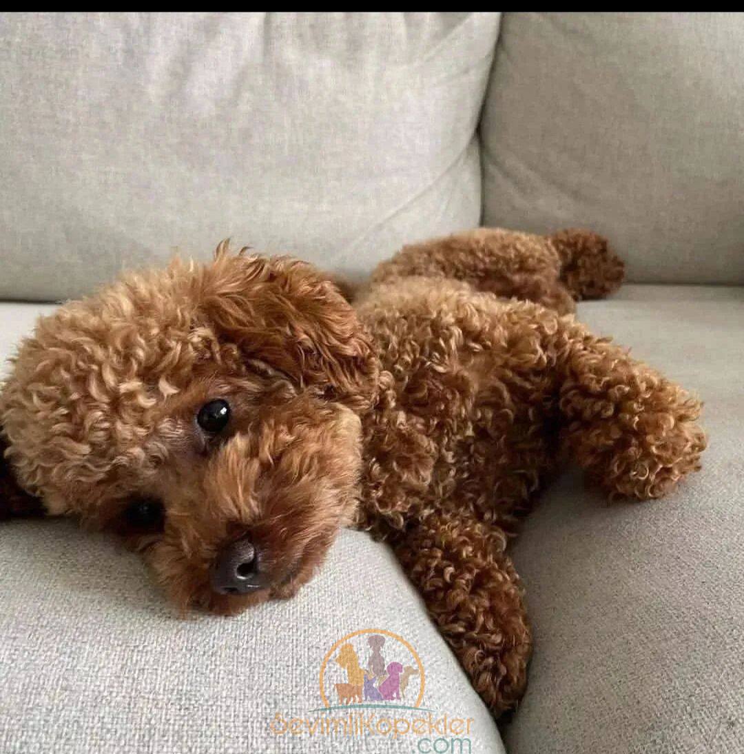 satılık Poodle Toy ikinci fotoğrafı