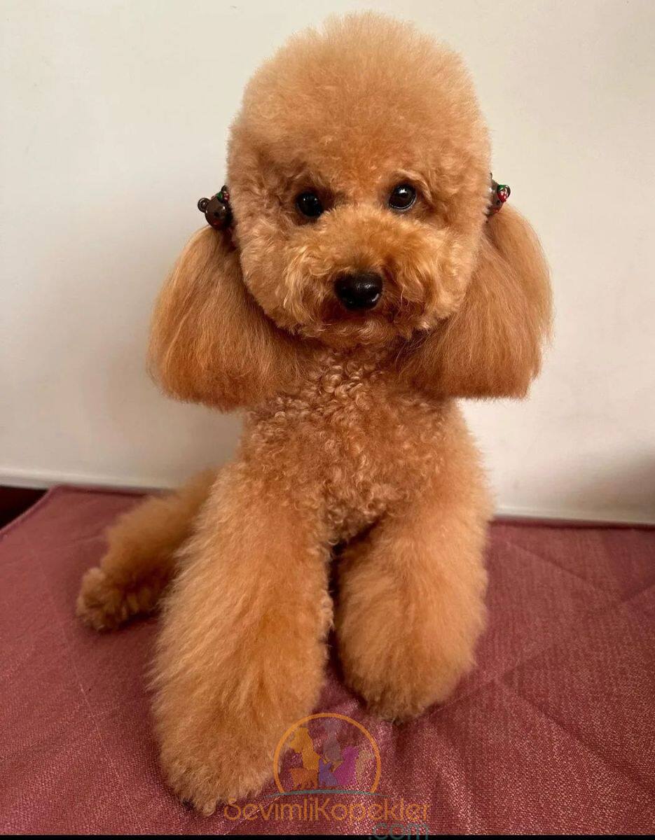 satılık Poodle Toy ikinci fotoğrafı