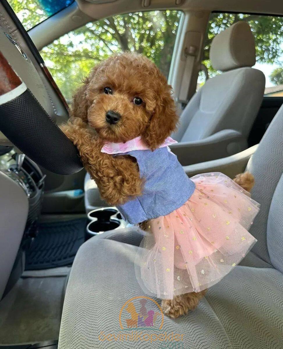 satılık Poodle Toy üçüncü fotoğrafı