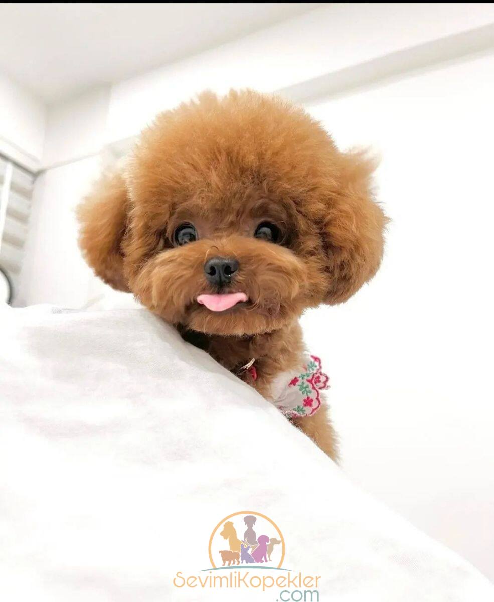 satılık Poodle Toy ikinci fotoğrafı