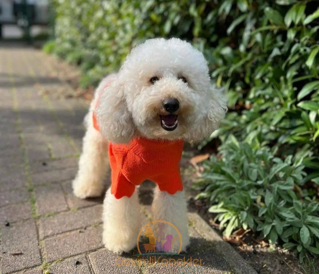 satılık Poodle Toy üçüncü fotoğrafı