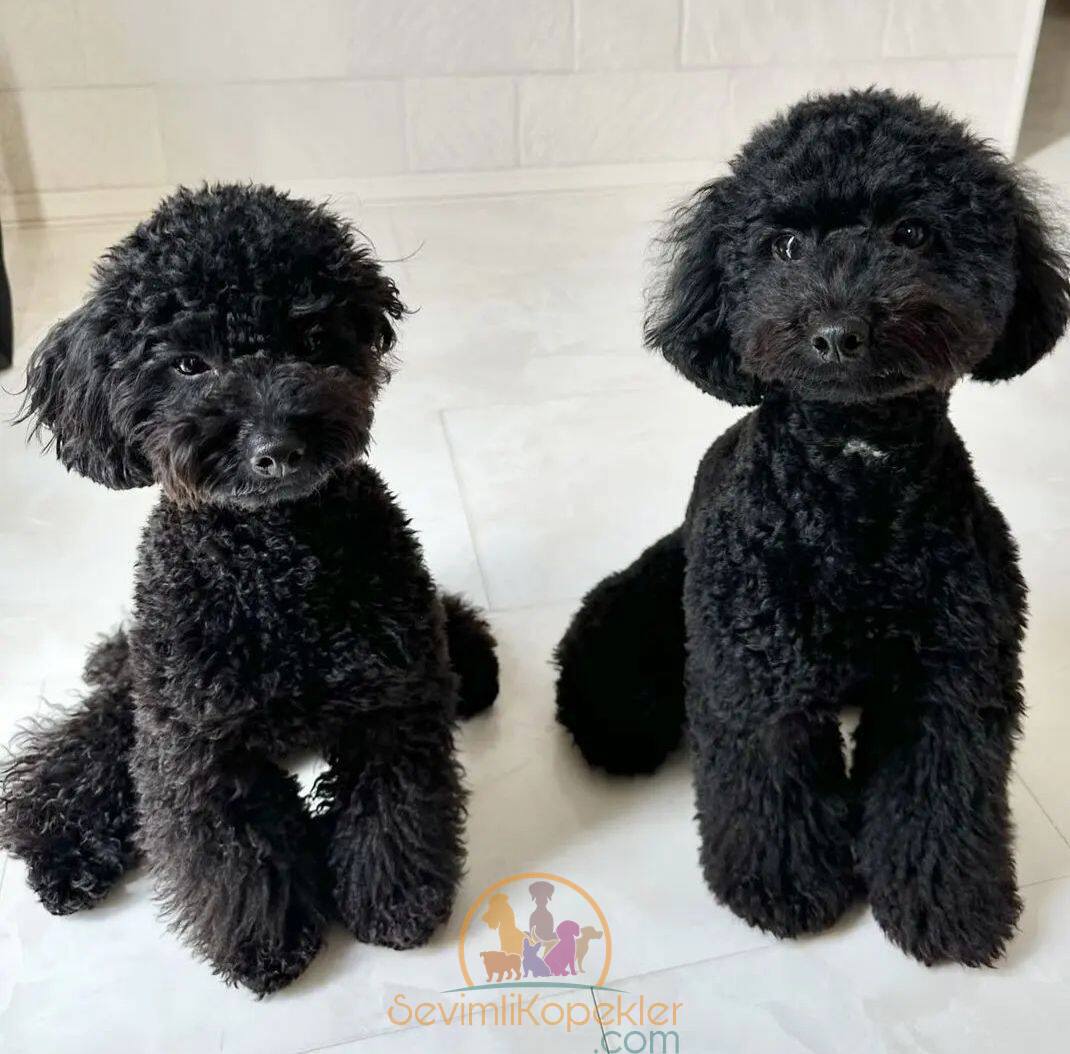 satılık Poodle Toy üçüncü fotoğrafı