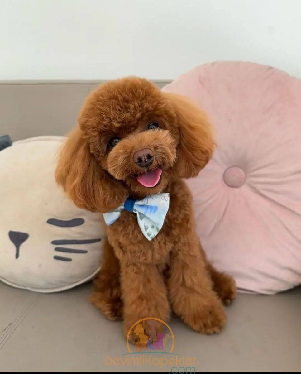 satılık Poodle Toy fiyatı