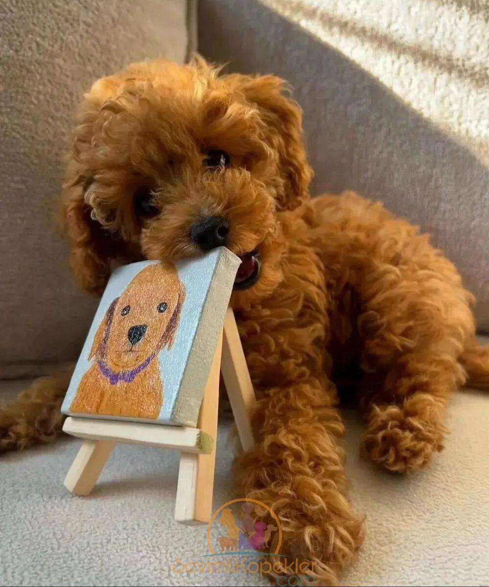 satılık Poodle Toy üçüncü fotoğrafı