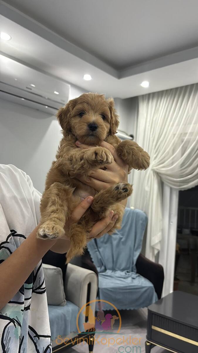 satılık Poodle Toy üçüncü fotoğrafı