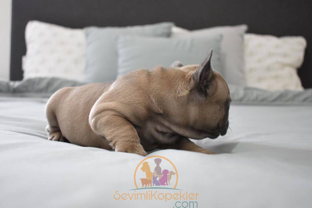 satılık French Bulldog ikinci fotoğrafı