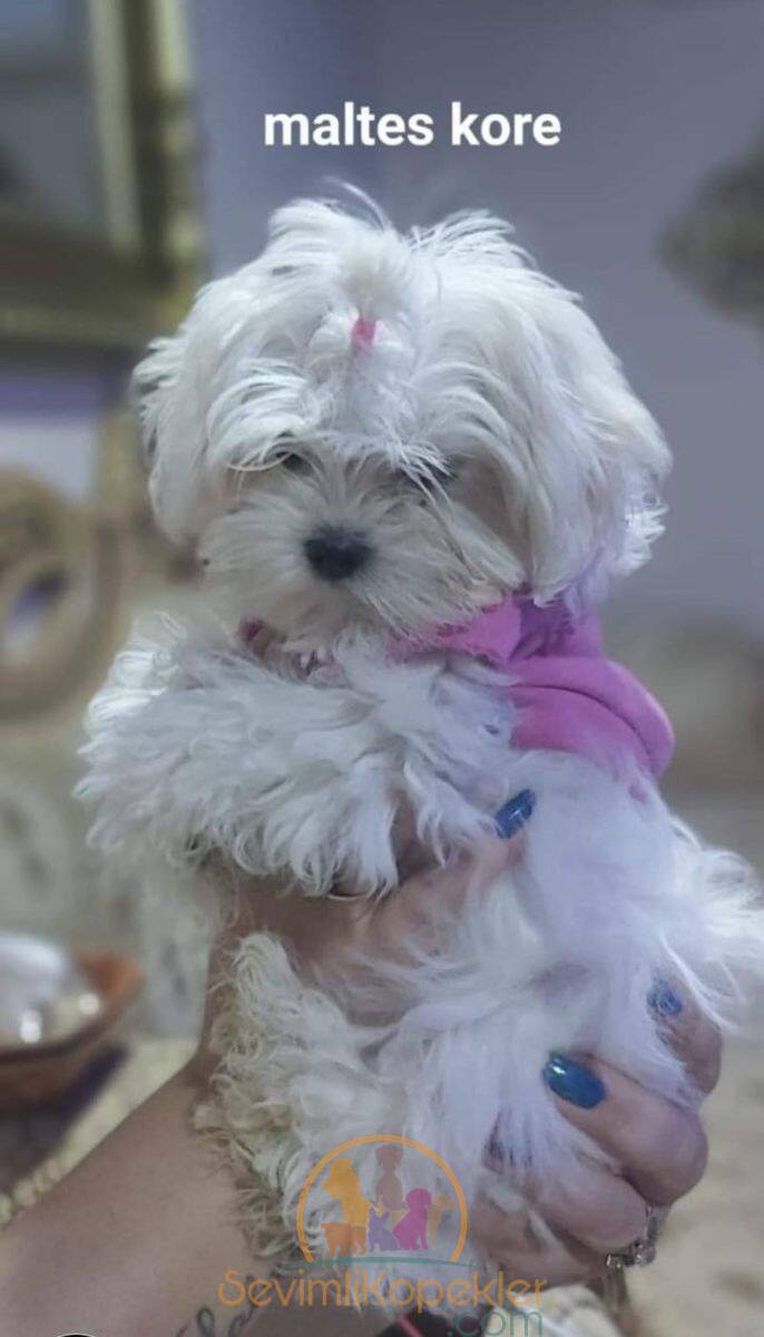 satılık Terrier Maltese fiyatı