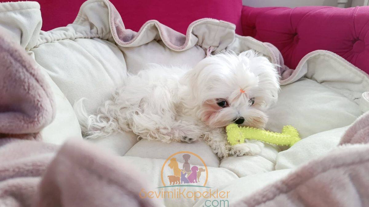 satılık Terrier Maltese ikinci fotoğrafı