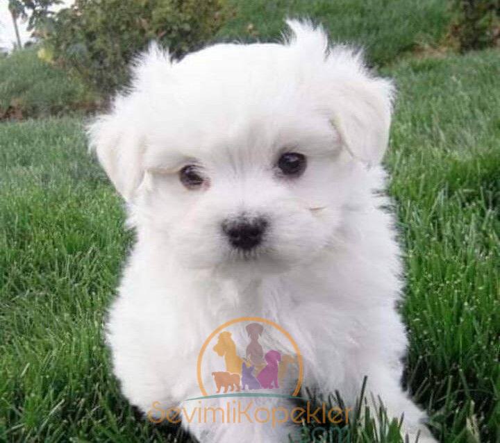 satılık Terrier Maltese üçüncü fotoğrafı