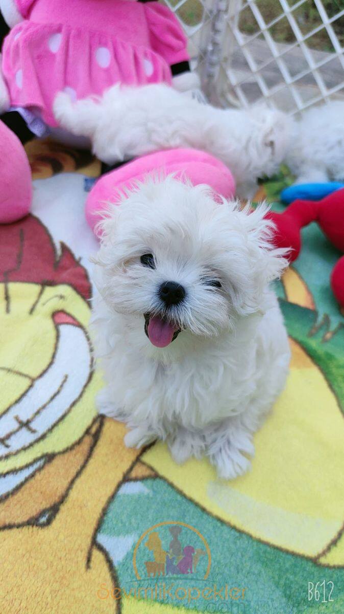 satılık Terrier Maltese dördüncü fotoğrafı