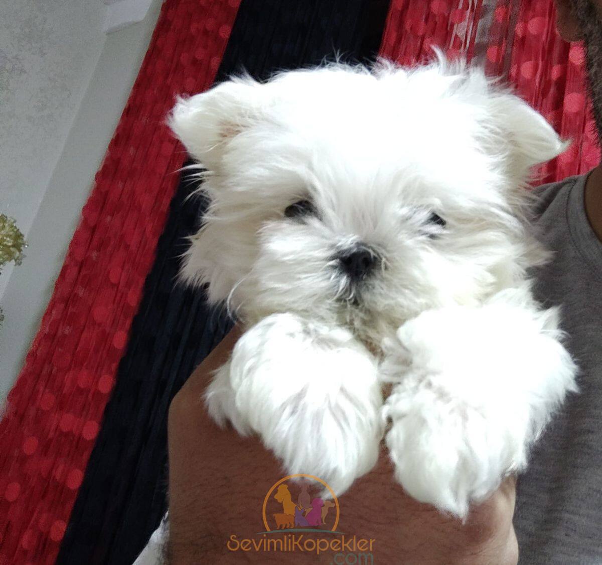 satılık Terrier Maltese beşinci fotoğrafı