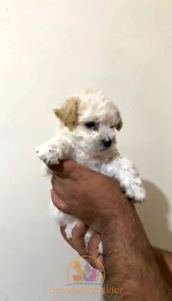 satılık Maltipoo fiyatı