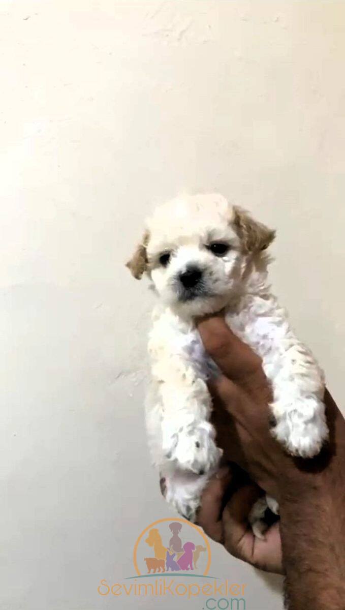 satılık Maltipoo ikinci fotoğrafı