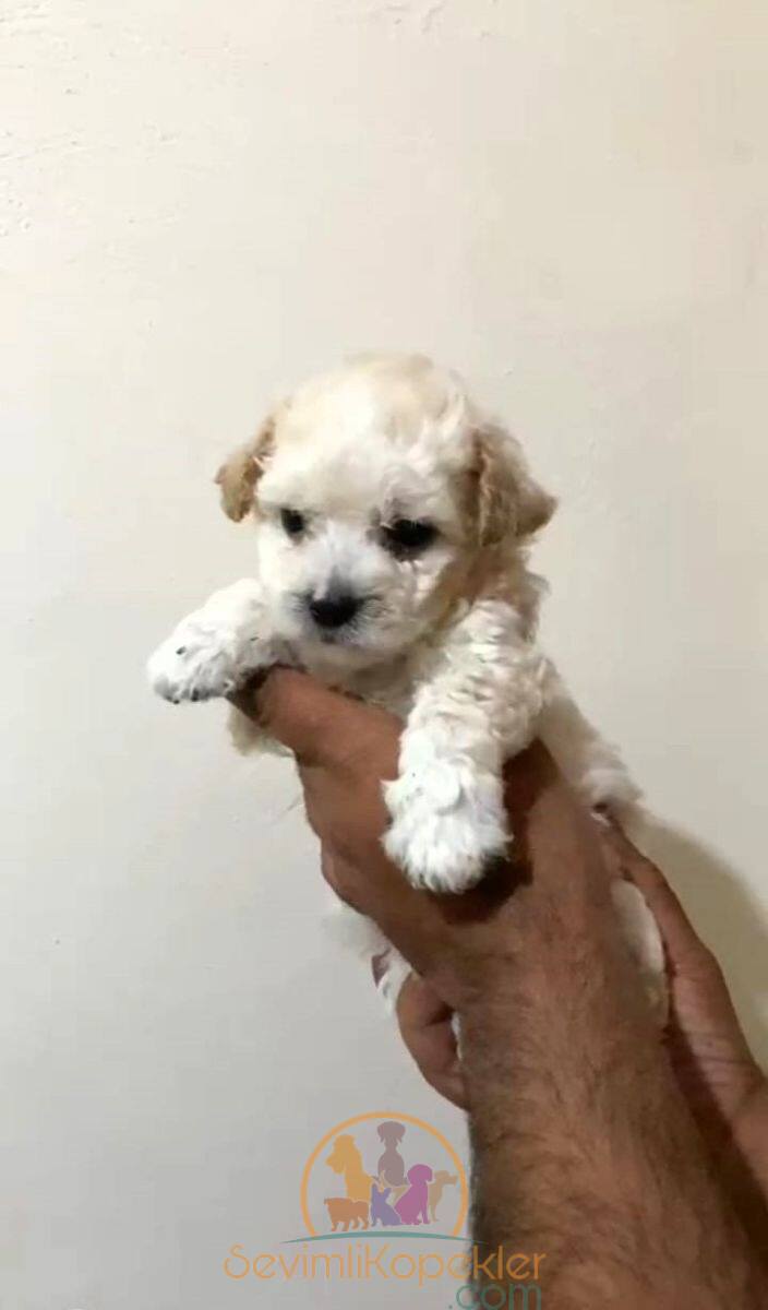 satılık Maltipoo üçüncü fotoğrafı