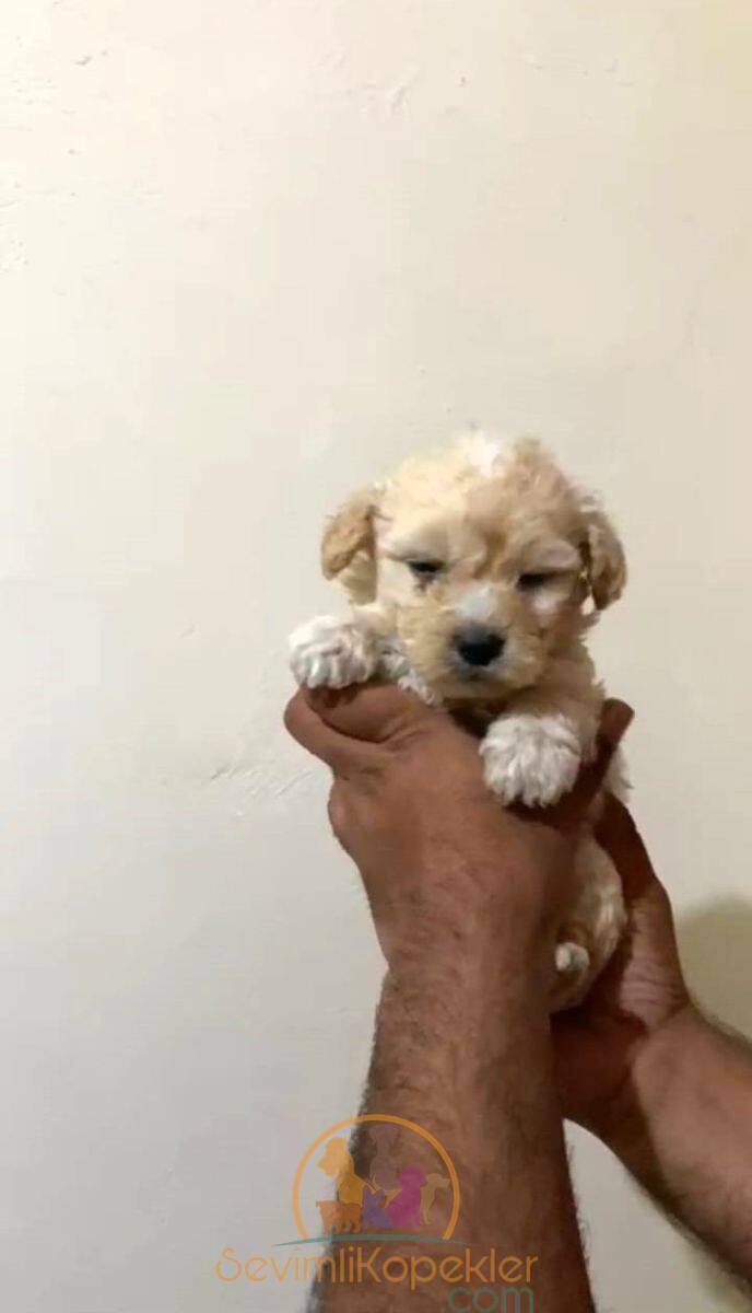 satılık-Maltipoo-1