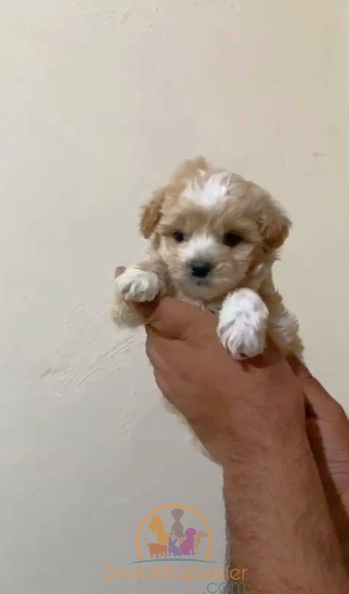 satılık-Maltipoo-3