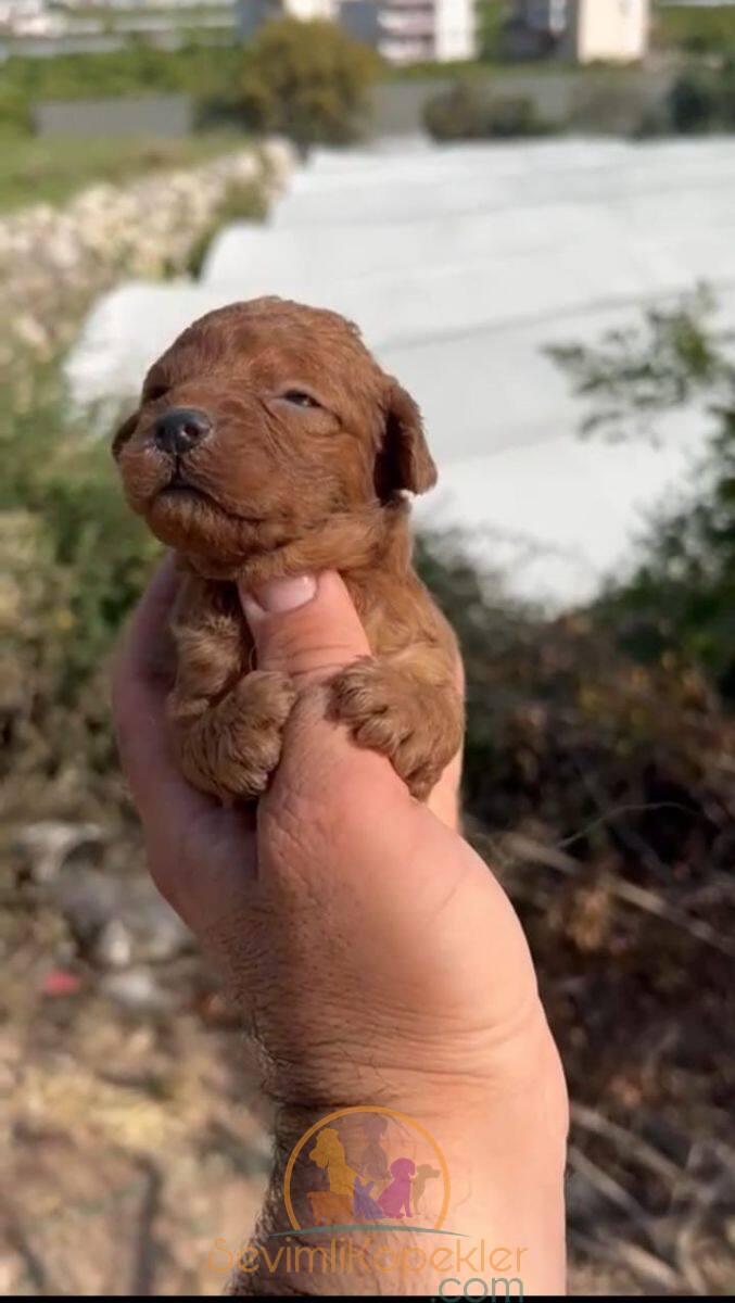 satılık Poodle Toy fiyatı