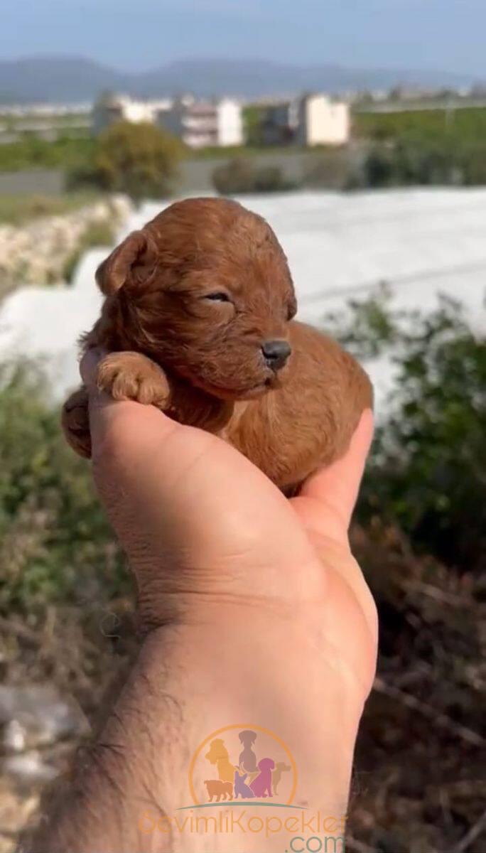 satılık Poodle Toy ikinci fotoğrafı