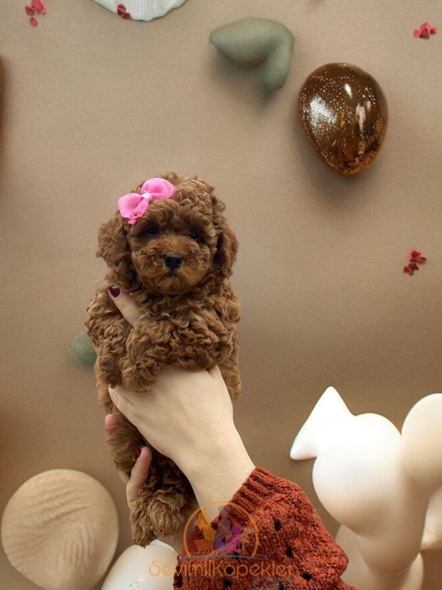 satılık Poodle Toy üçüncü fotoğrafı