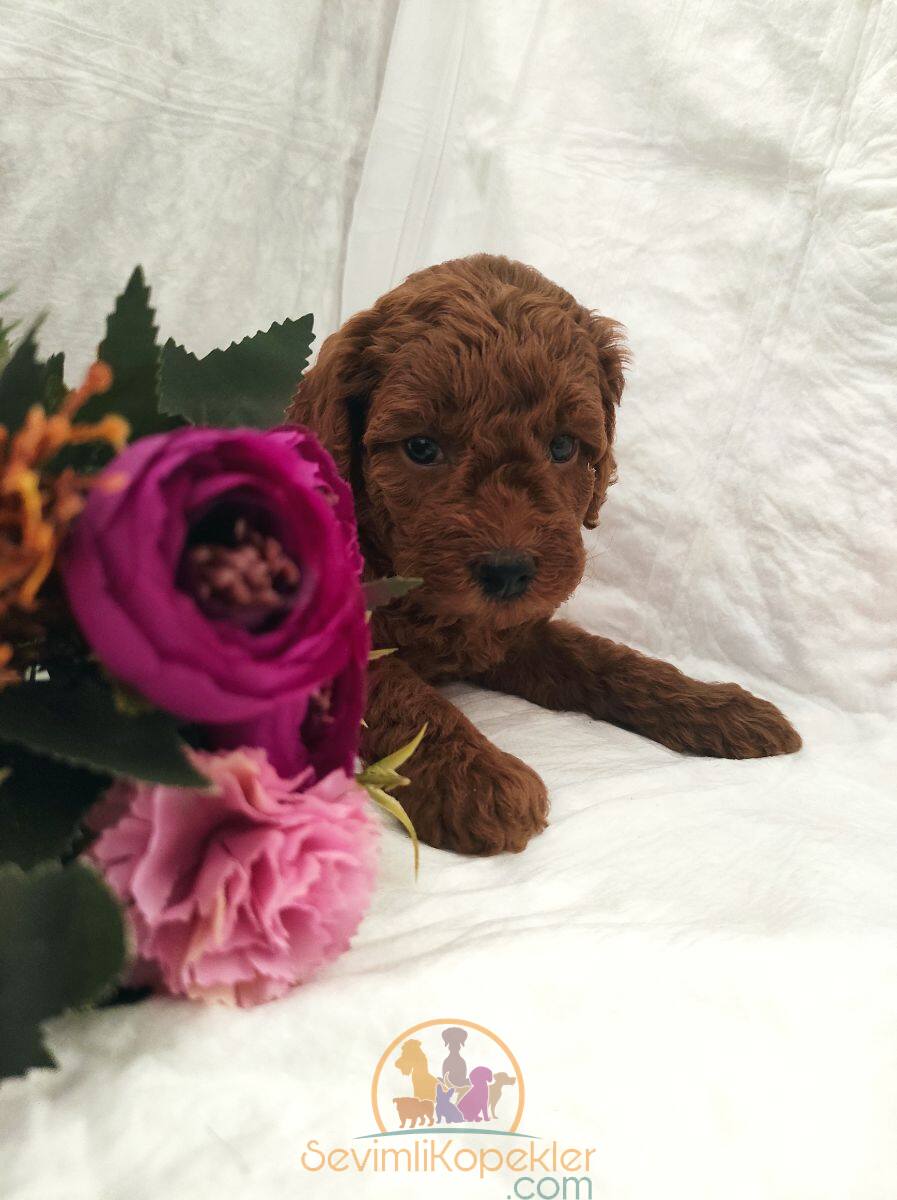 satılık Poodle Toy dördüncü fotoğrafı