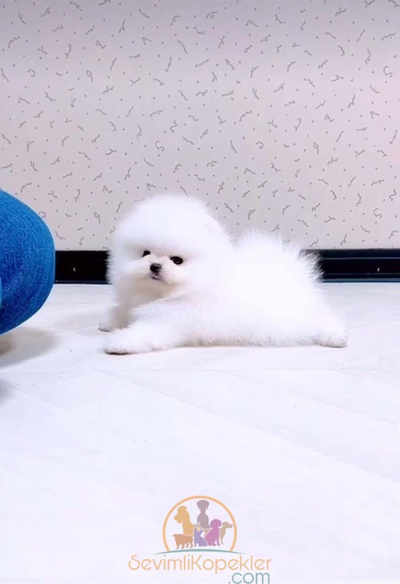 satılık Pomeranian ikinci fotoğrafı