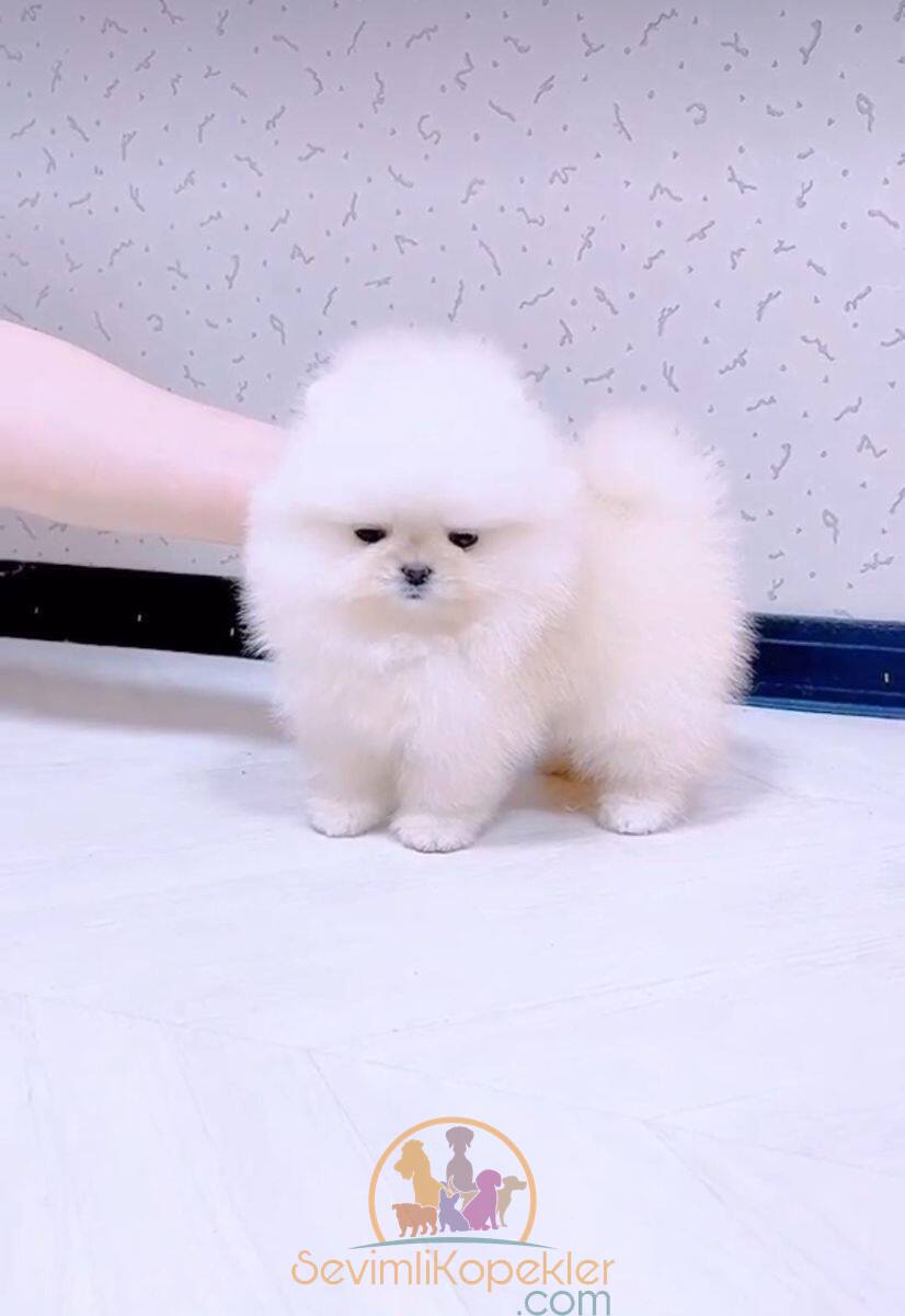 satılık Pomeranian dördüncü fotoğrafı