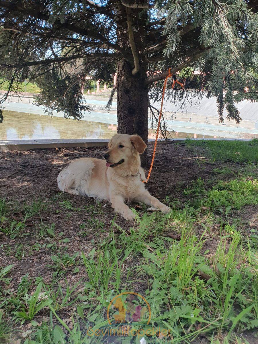 satılık Golden Retriever fiyatı