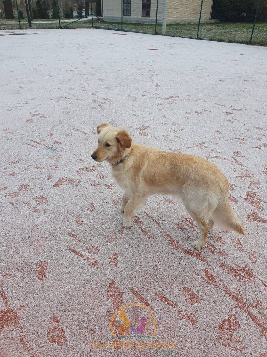 satılık Golden Retriever üçüncü fotoğrafı