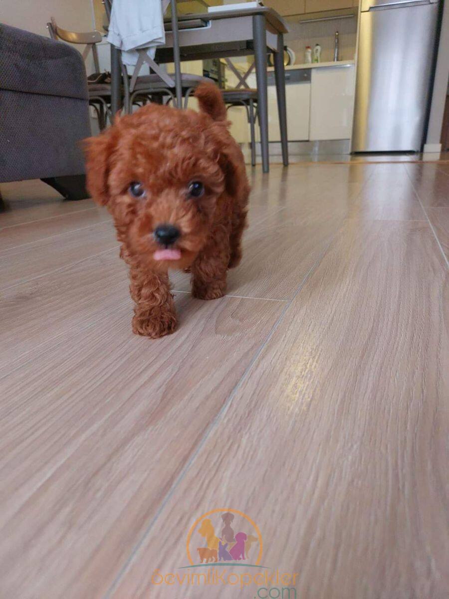 satılık Poodle Toy ikinci fotoğrafı