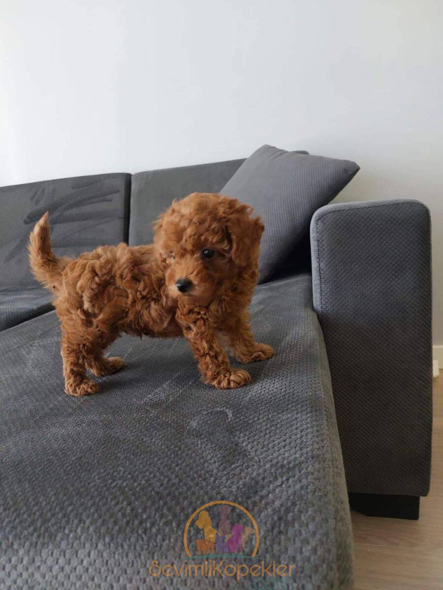 satılık Poodle Toy üçüncü fotoğrafı