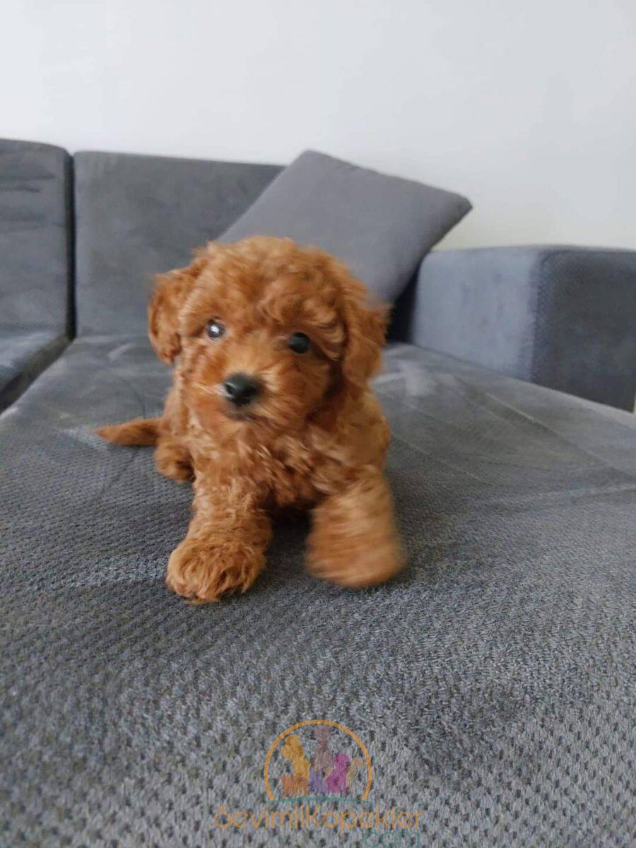 satılık Poodle Toy dördüncü fotoğrafı