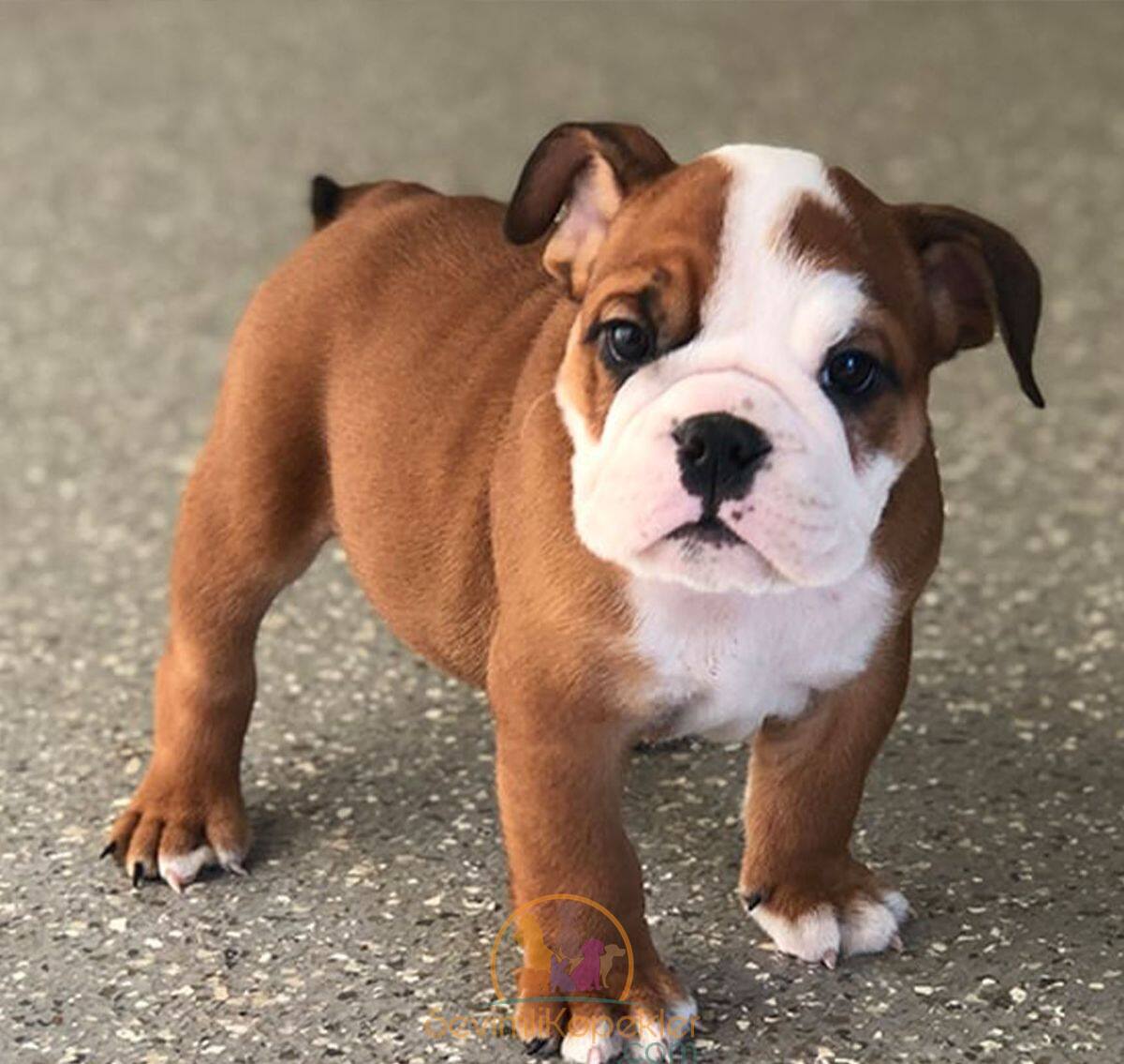 satılık English Bulldog fiyatı