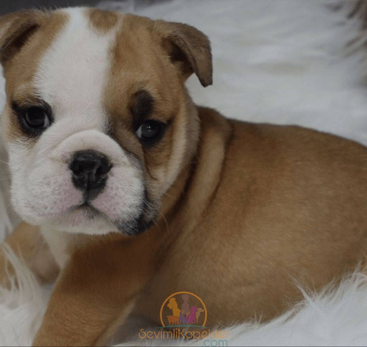 satılık English Bulldog fiyatı