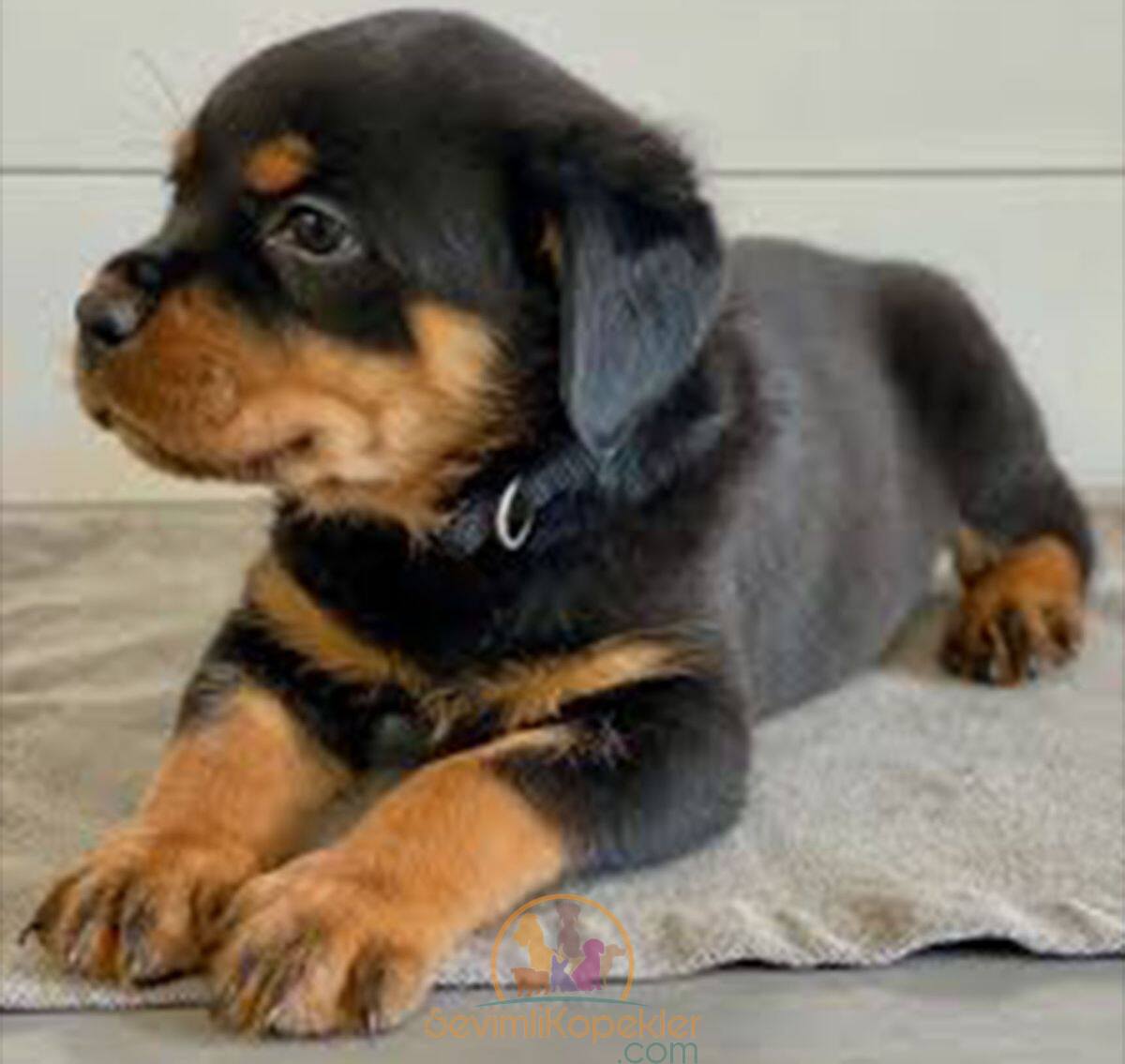 satılık Rottweiler fiyatı