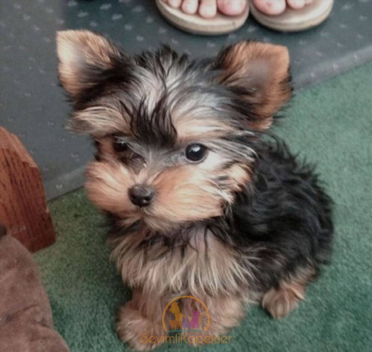 satılık Yorkshire Terrier fiyatı